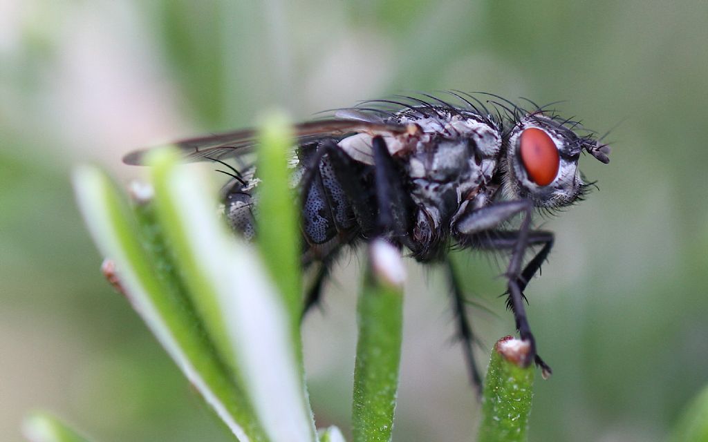 Sarcophaga sp., femmina